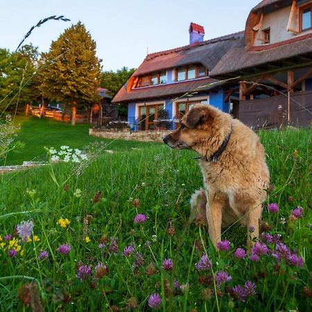 Casele Cu Stuf B&B Haus Ulrike Salicea Bagian luar foto
