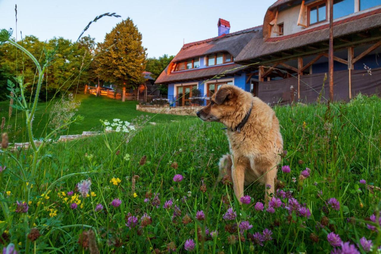 Casele Cu Stuf B&B Haus Ulrike Salicea Bagian luar foto
